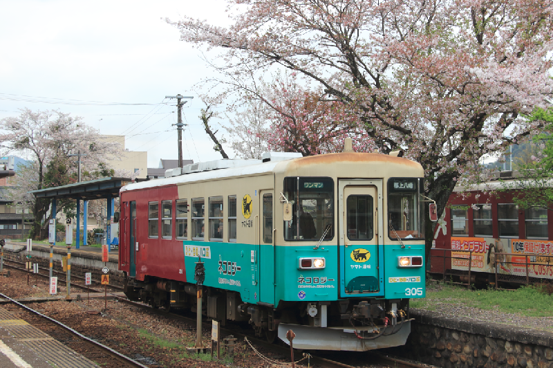 桜とナガラ300形(305号・ヤマト運輸 貨客混載)